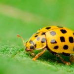 Что означает, если вы видите желтую божью коровку? 19 Что означает, если вы видите желтую божью коровку?