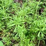 Подмаренник цепкий (Galium aparine) – природный лекарь для почек, пищеварения и детоксикации 20 Подмаренник цепкий (Galium aparine) – природный лекарь для почек, пищеварения и детоксикации