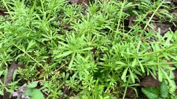 Подмаренник цепкий (Galium aparine) – природный лекарь для почек, пищеварения и детоксикации