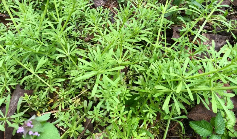Подмаренник цепкий (Galium aparine) – природный лекарь для почек, пищеварения и детоксикации