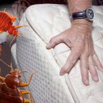 Как избавиться от постельных клопов: натуральные методы с кизельгуром и гвоздикой 13 Как избавиться от постельных клопов: натуральные методы с кизельгуром и гвоздикой