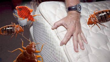 Как избавиться от постельных клопов: натуральные методы с кизельгуром и гвоздикой