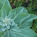 Коровяк обыкновенный: польза листьев, цветов и корней 16 Коровяк обыкновенный: польза листьев, цветов и корней