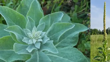 Коровяк обыкновенный: польза листьев, цветов и корней