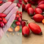 Скрытая сила собачьей розы (Rosa canina): 10 удивительных полезных свойств и способы их применения 12 Скрытая сила собачьей розы (Rosa canina): 10 удивительных полезных свойств и способы их применения