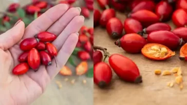 Скрытая сила собачьей розы (Rosa canina): 10 удивительных полезных свойств и способы их применения