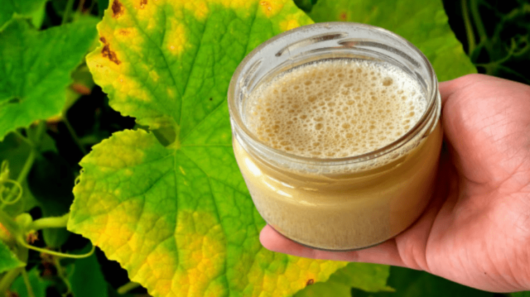 Одно натуральное средство - и желтизна на огурцах исчезает! Проверенный копеечный рецепт