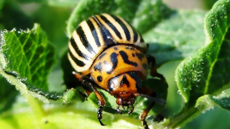 Колорадский жук исчезнет навсегда: народные средства, которые действительно помогают!