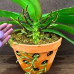 Орхидея выпустила в 5 раз больше цветоносов — всё благодаря этой натуральной подкормке из риса и лука! 18 Орхидея выпустила в 5 раз больше цветоносов — всё благодаря этой натуральной подкормке из риса и лука!