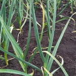 Пожовтіло пір’я в озимого часнику: чим полити культуру, щоб впоратися з проблемою 12 Пожовтіло пір’я в озимого часнику: чим полити культуру, щоб впоратися з проблемою