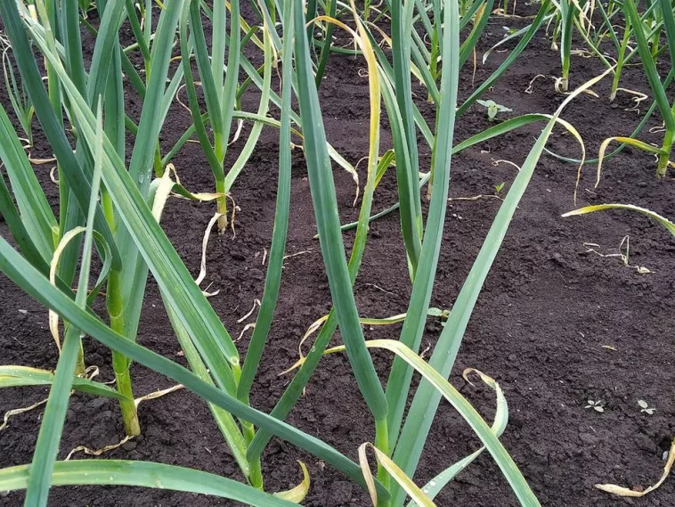 Пожовтіло пір’я в озимого часнику: чим полити культуру, щоб впоратися з проблемою