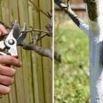 475835920 599618829516696 1394370793343335655 n e1743775267487