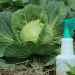 Как избавиться от белокрылки на капусте и чем опрыскивать растения 20 Как избавиться от белокрылки на капусте и чем опрыскивать растения