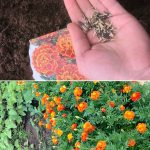 489855043 985651557030203 9166048314755773090 n e1744557137487