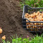 Когда сажать картошку в мае: точные сроки, советы по погоде, луне и подготовке почвы 22 Когда сажать картошку в мае: точные сроки, советы по погоде, луне и подготовке почвы