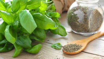 Домашний настой из базилика: натуральный напиток с мощными целебными свойствами