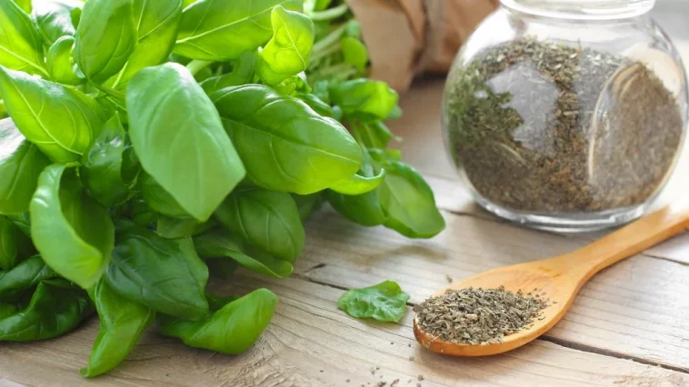 Домашний настой из базилика: натуральный напиток с мощными целебными свойствами