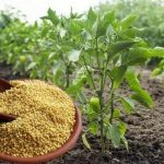 Подкормка помидоров и перцев пшеном – секрет богатого урожая! 15 Подкормка помидоров и перцев пшеном – секрет богатого урожая!