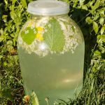 Домашний квас-лимонад из бузины: освежающий напиток для здоровья и хорошего настроения 13 Домашний квас-лимонад из бузины: освежающий напиток для здоровья и хорошего настроения