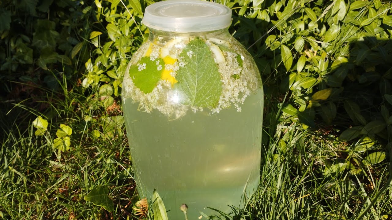 Домашний квас-лимонад из бузины: освежающий напиток для здоровья и хорошего настроения