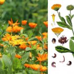 🌼 Календула (ноготки): полезные свойства, применение и рецепты для здоровья 16 Calendula