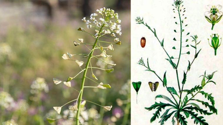 Целебные свойства горного цветка («Пастуший цветок») против курения: при