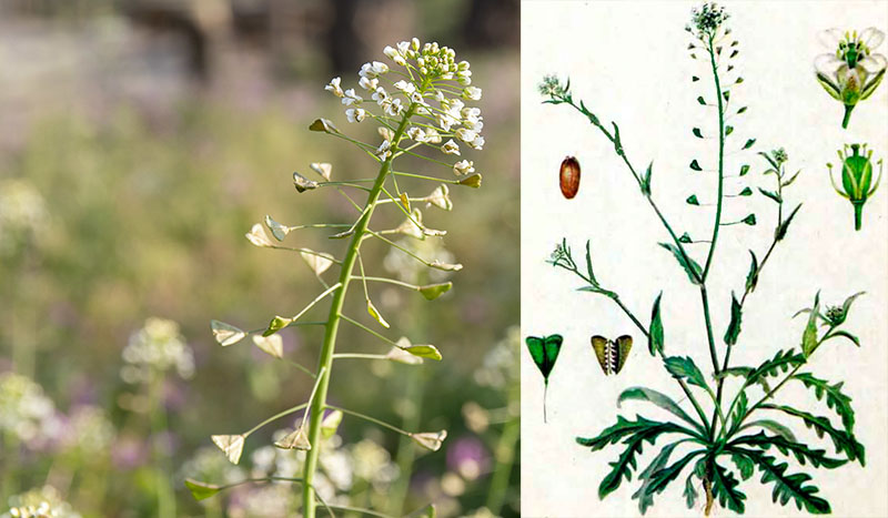 Целебные свойства горного цветка («Пастуший цветок») против курения: при