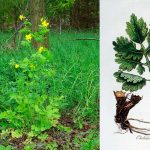 Chelidonium majus L. — Большой чистотел: польза, применение и меры предосторожности 14 Chelidonium majus L. — Большой чистотел: польза, применение и меры предосторожности
