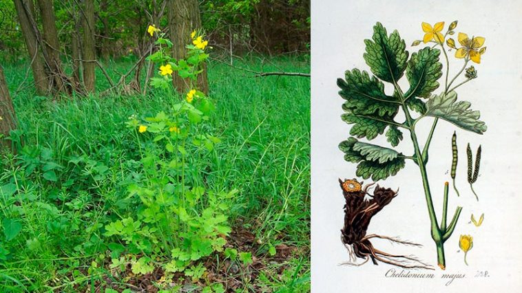 Chelidonium majus L. — Большой чистотел: польза, применение и меры предосторожности