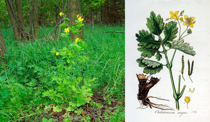 Chelidonium majus L. — Большой чистотел: польза, применение и меры предосторожности