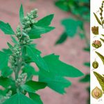 Открытие пользы марь белая (Chenopodium album) для здоровья 🌿 15 Открытие пользы марь белая (Chenopodium album) для здоровья