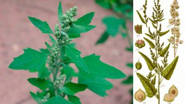 Открытие пользы марь белая (Chenopodium album) для здоровья