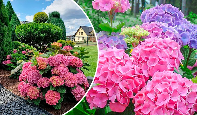 Удивительно простой способ размножения гортензии из листа — результат уже через 30 дней!