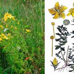 Зверобой: полезные свойства, применение и лечебная сила природы