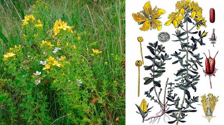 Зверобой: полезные свойства, применение и лечебная сила природы