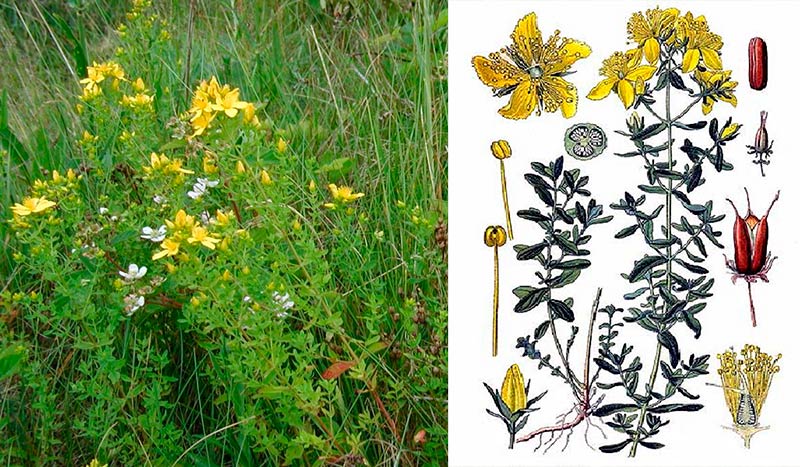 Зверобой: полезные свойства, применение и лечебная сила природы