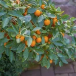 Вырастите мандариновое дерево дома и наслаждайтесь свежими фруктами круглый год! 15 IMG 4702