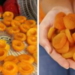 Как правильно сделать курагу из абрикоса в домашних условиях: натуральная сладость на вашем столе 13 IMG 5350