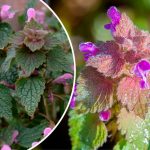 10 Невероятных Польз Пурпурной Глухой Крапивы для Здоровья и Дома 19 13 Невероятных Польз Пурпурной Глухой Крапивы для Здоровья и Дома