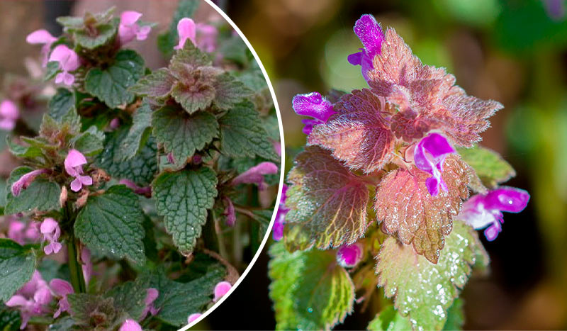 13 Невероятных Польз Пурпурной Глухой Крапивы для Здоровья и Дома