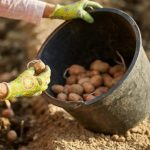 В 2025 году не спешите сажать картошку к Пасхе: и дело не в приметах 12 В 2025 году не спешите сажать картошку к Пасхе: и дело не в приметах