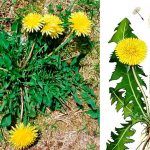 Чудеса листьев одуванчика, о которых вы никогда не знали 14 Чудеса листьев одуванчика, о которых вы никогда не знали