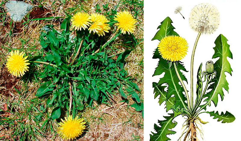 Чудеса листьев одуванчика, о которых вы никогда не знали