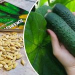 Как вырастить гигантские огурцы: секрет замачивания семян перед посадкой 14 Как вырастить гигантские огурцы: секрет замачивания семян перед посадкой