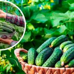 Выращивание огурцов: Секрет богатого урожая за 21 день!