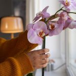 Полейте орхидею лимонной водой – и она зацветет с новой силой! 15 Полейте орхидею лимонной водой – и она зацветет с новой силой!