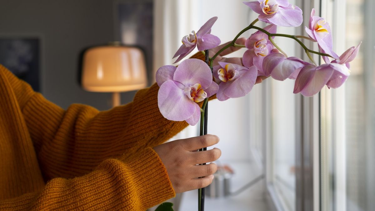 Полейте орхидею лимонной водой – и она зацветет с новой силой!