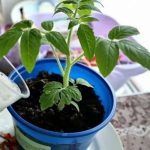 Домашний питательный напиток для рассады в апреле: чтобы росла вширь, а не тянулась вверх 12 Домашний питательный напиток для рассады в апреле: чтобы росла вширь, а не тянулась вверх