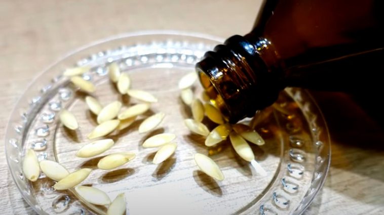 Семена огурцов прорастут за считаные часы! В чём замачивать, чтобы получить крепкую и здоровую рассаду