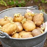 Чтобы сохранить урожай картофеля - избегайте этих распространенных ошибок 13 Чтобы сохранить урожай картофеля - избегайте этих распространенных ошибок